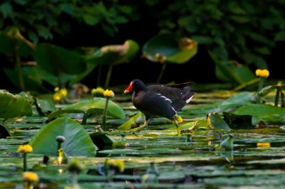 Gallinella d'acqua